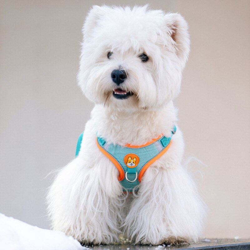 Adjustable No Pull Pet Reflect - Running Gear Dog 评论和价格